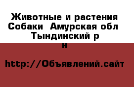 Животные и растения Собаки. Амурская обл.,Тындинский р-н